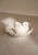 IMG_8395.jpeg